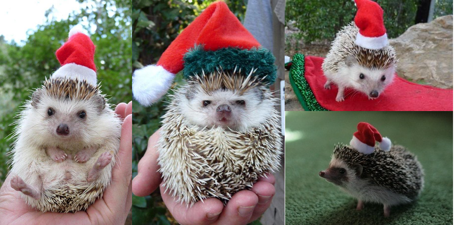 Santa Hedgie...