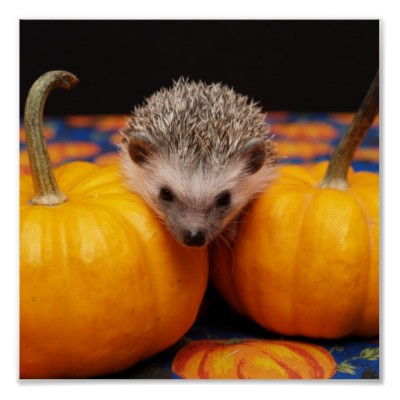 My pumpkin patch is sincere