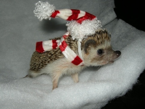 Mr. Prickles challenges you to a snowball fight.