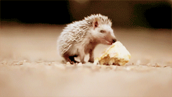 Little hedgie daintily nibbles