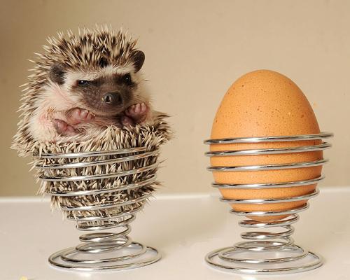 I'd like one egg over easy